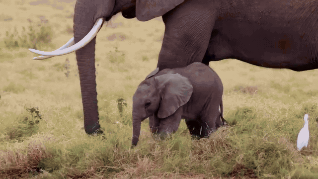 A herd of wildlife thundering across the savannah