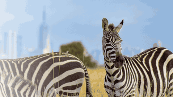 Samburu